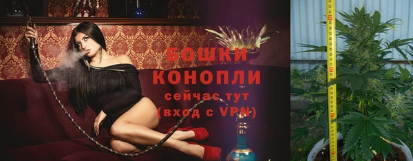прущие грибы Новозыбков